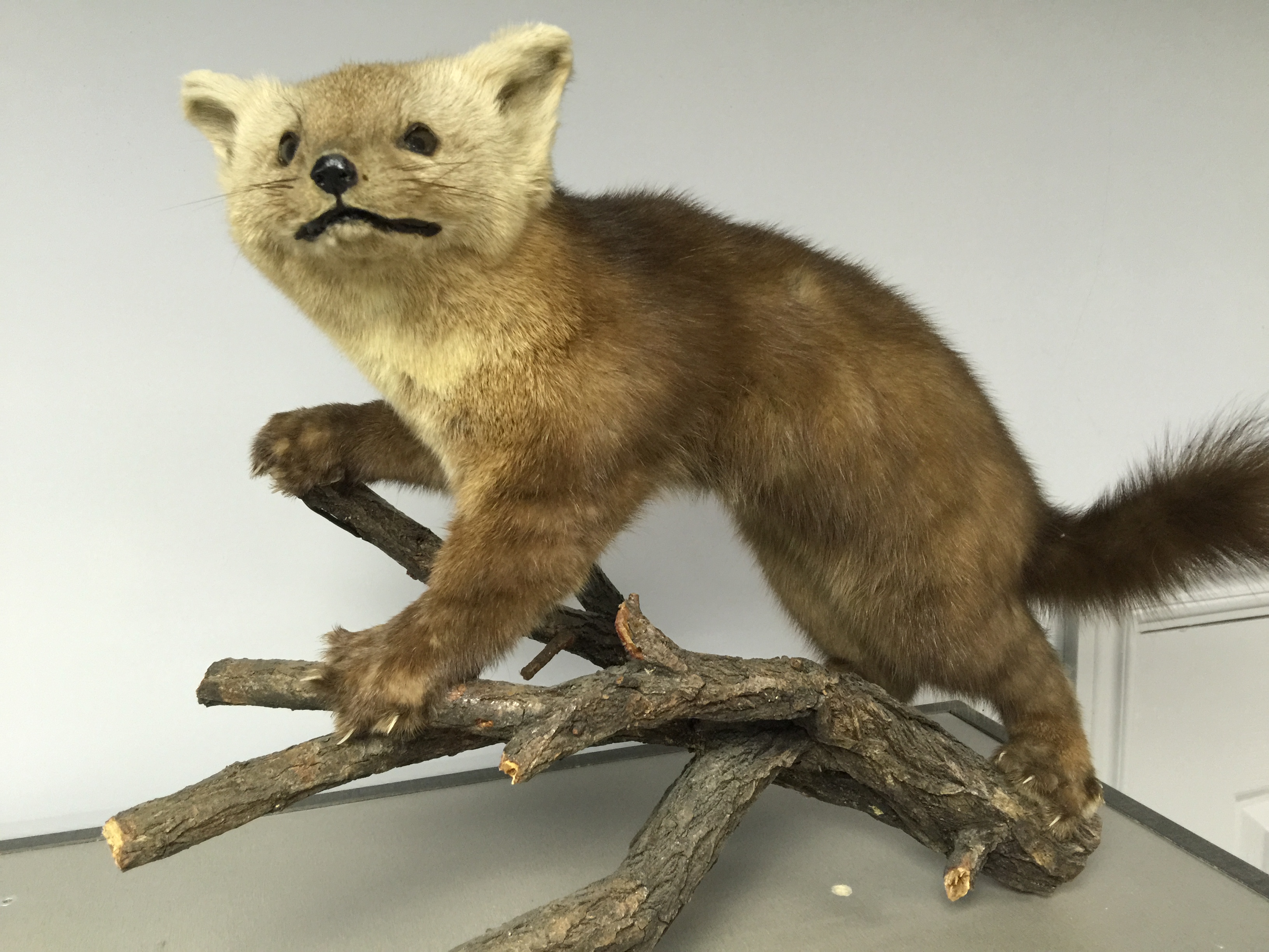 Чучело "Соболь "